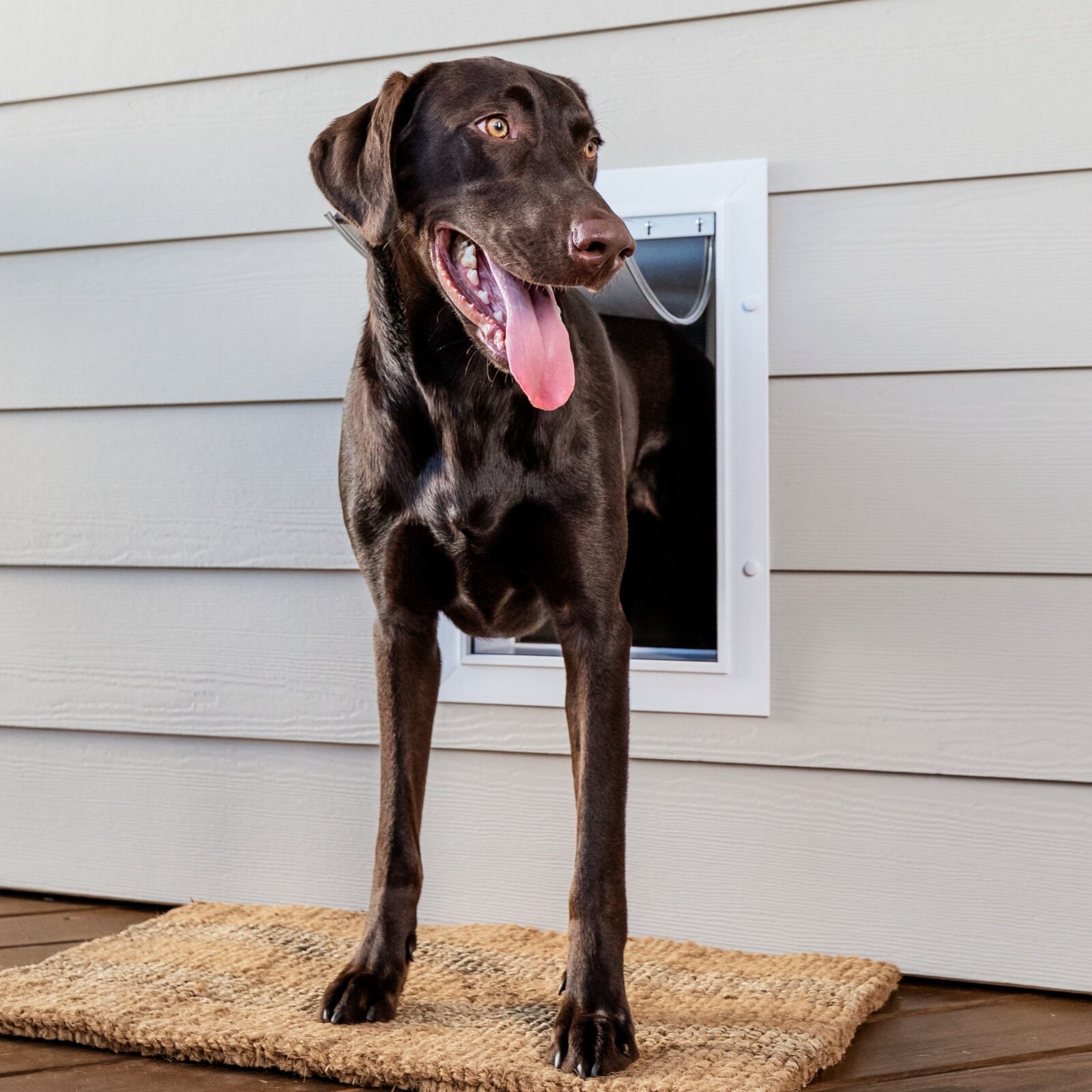 PetSafe Wall Entry Telescoping Pet Door (Large Dog Compatibl...