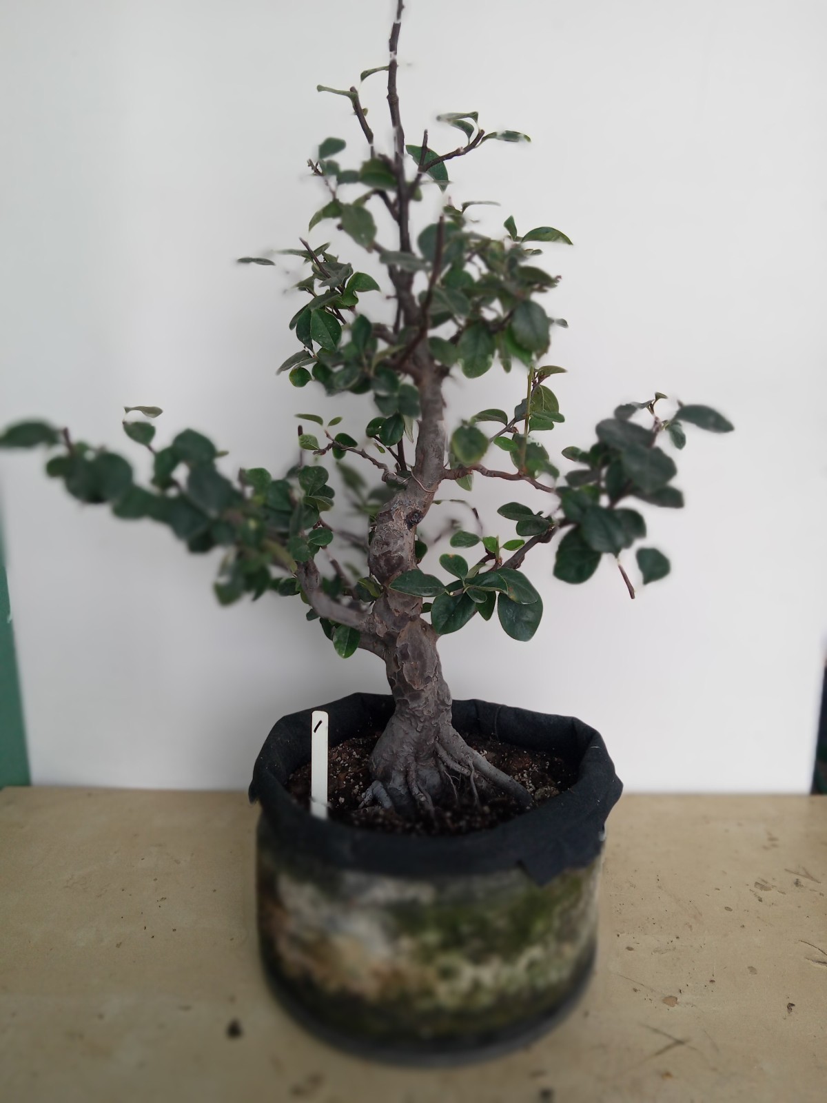 Chinese Quince Specimen Flowering Fruiting Bonsai Tree