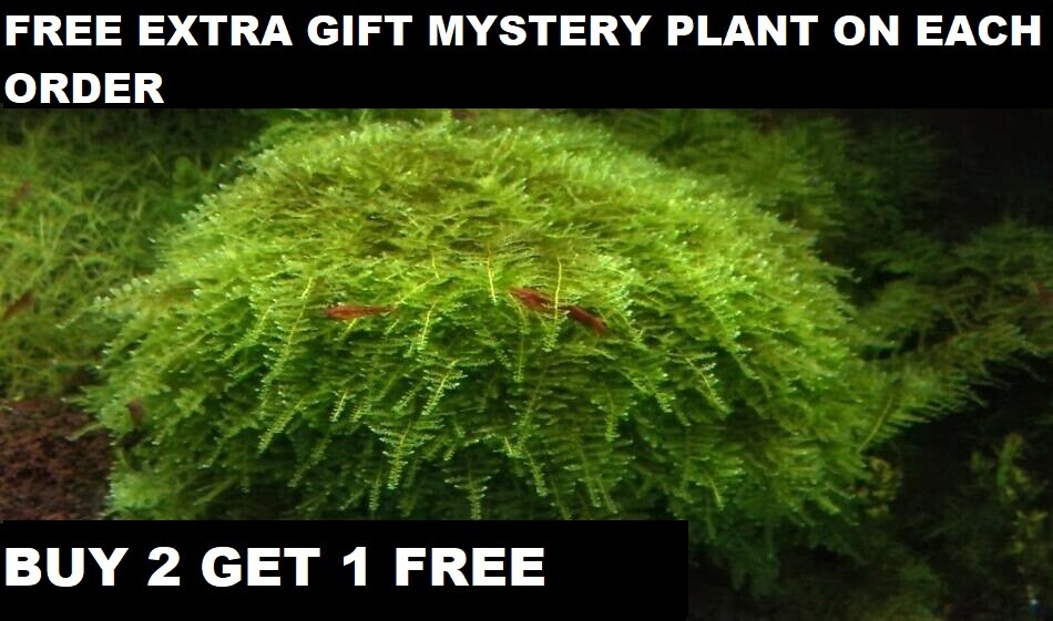 Live Aquarium Christmas Moss Plants - 2 Free with Purchase