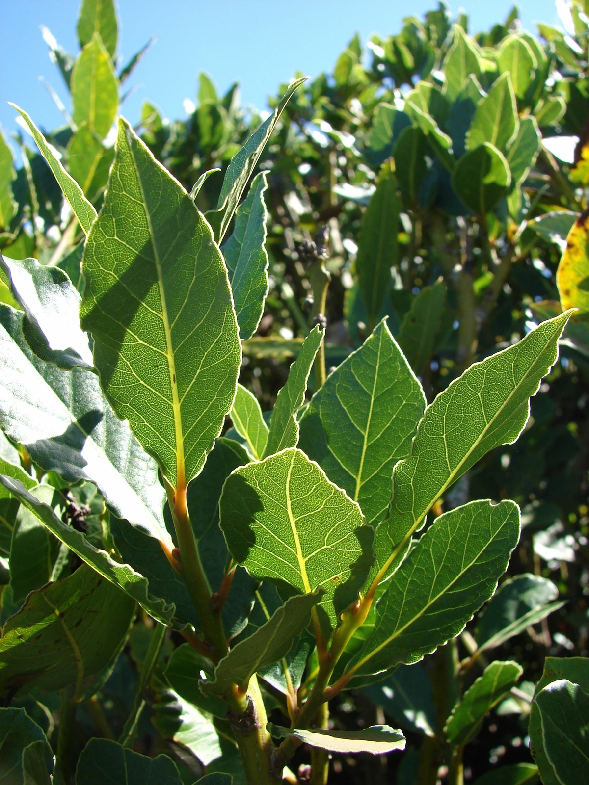 Bay Laurel Tree - Sweet Bay (Laurus Nobilis)