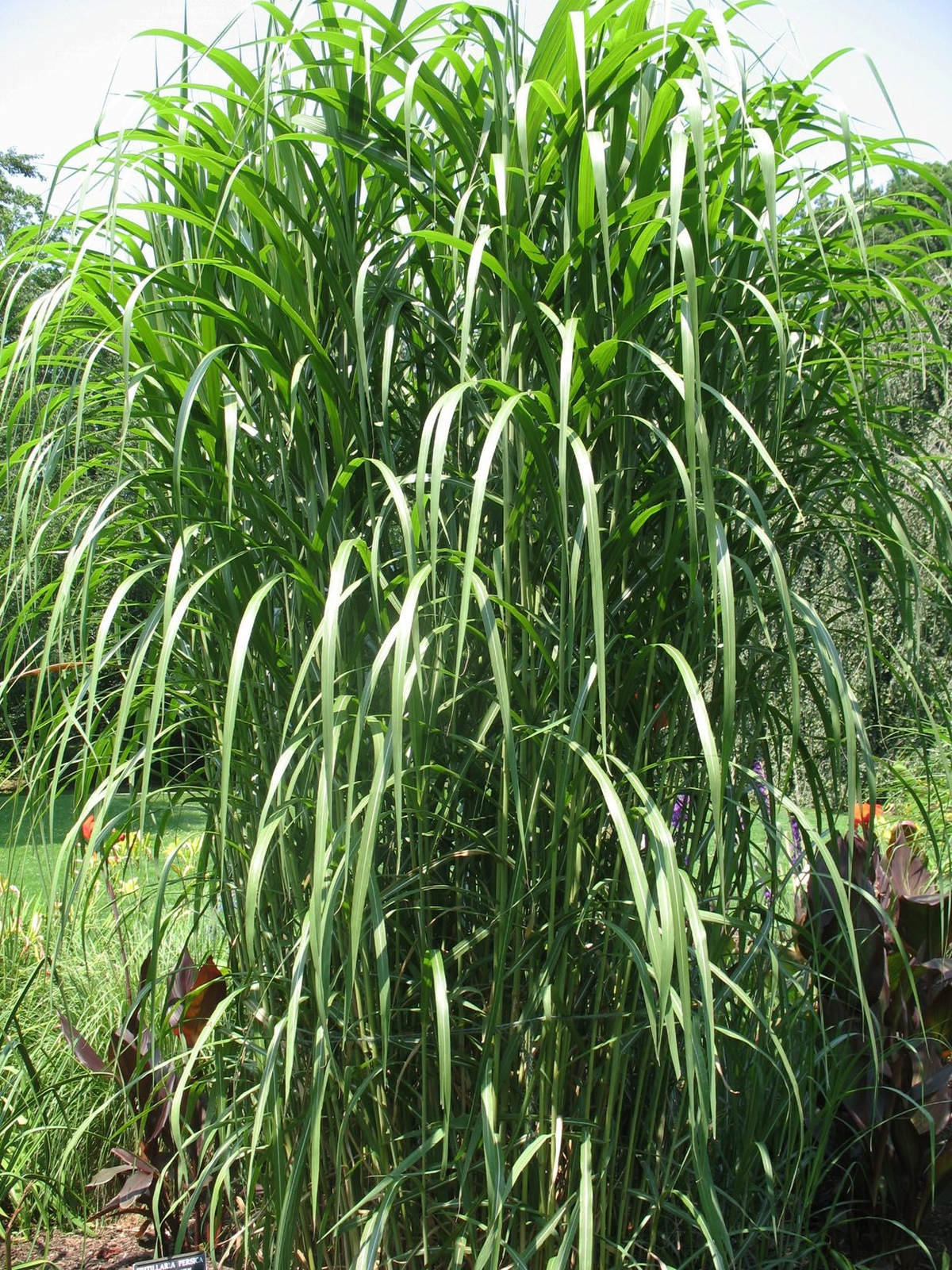 Giant Silver Grass Seeds - Miscanthus floridulus Giganteus