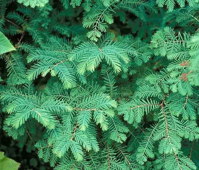 Dawn Redwood Metasequoia Glyptostroboides Tree Seeds