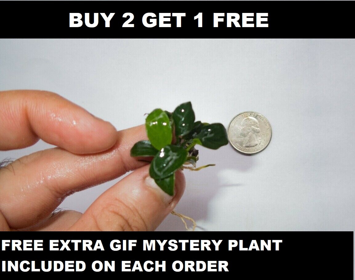 Anubias Nana Petite Live Aquarium Plants - 2 for $1