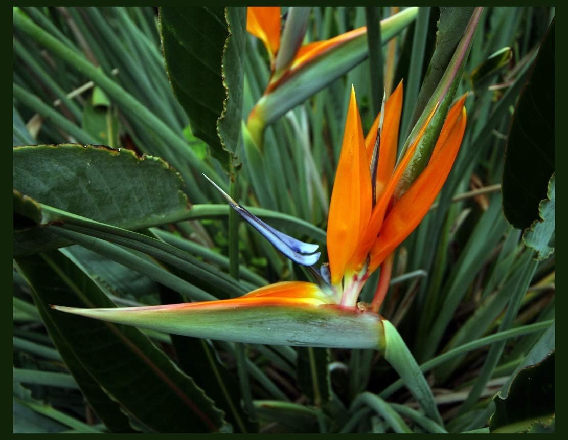 Bird of Paradise Live 1–2 Ft Plant Orange Blue Flower Streli...
