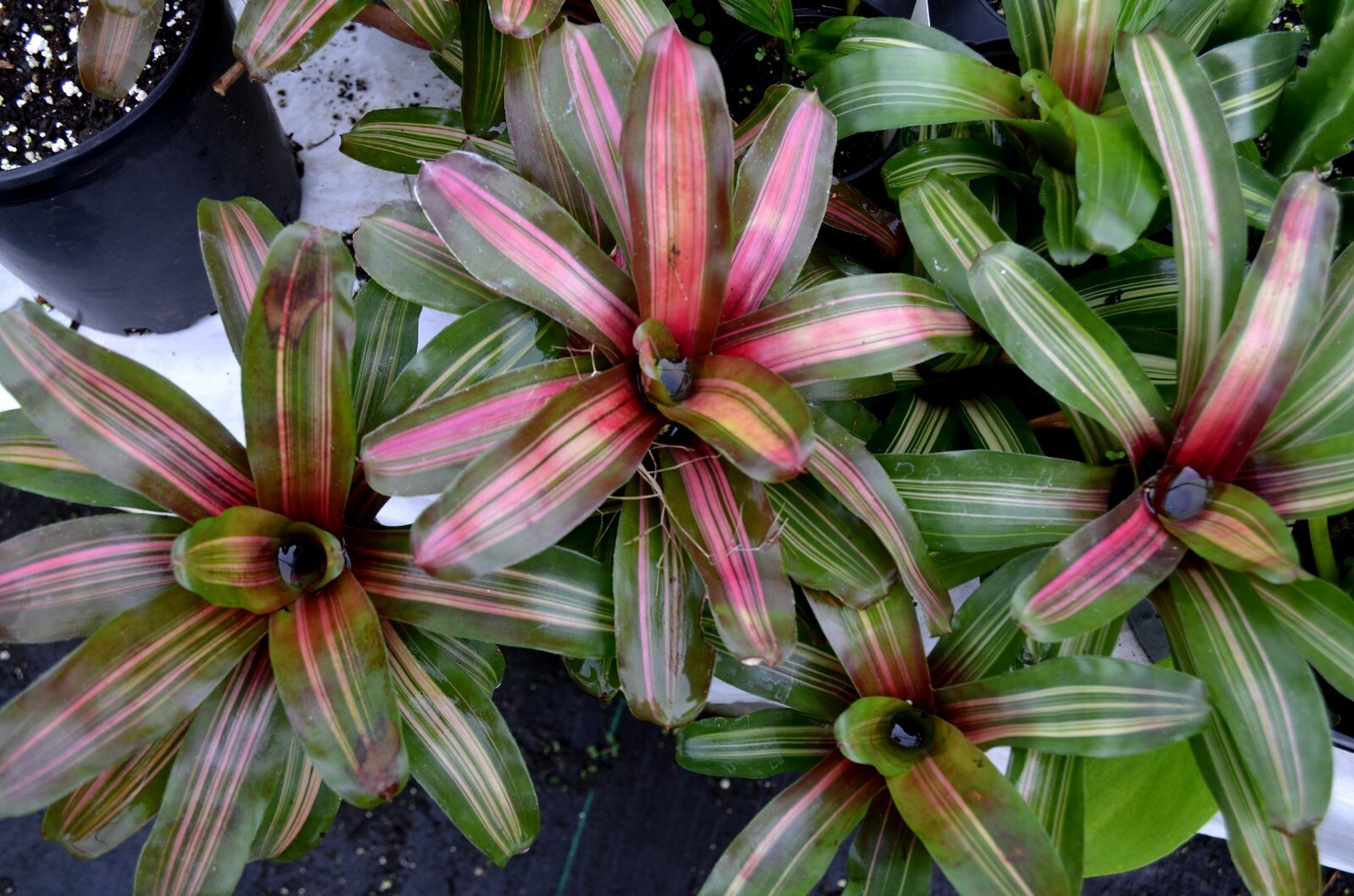 Bromeliad Neoregelia Zoe (2 Plants)