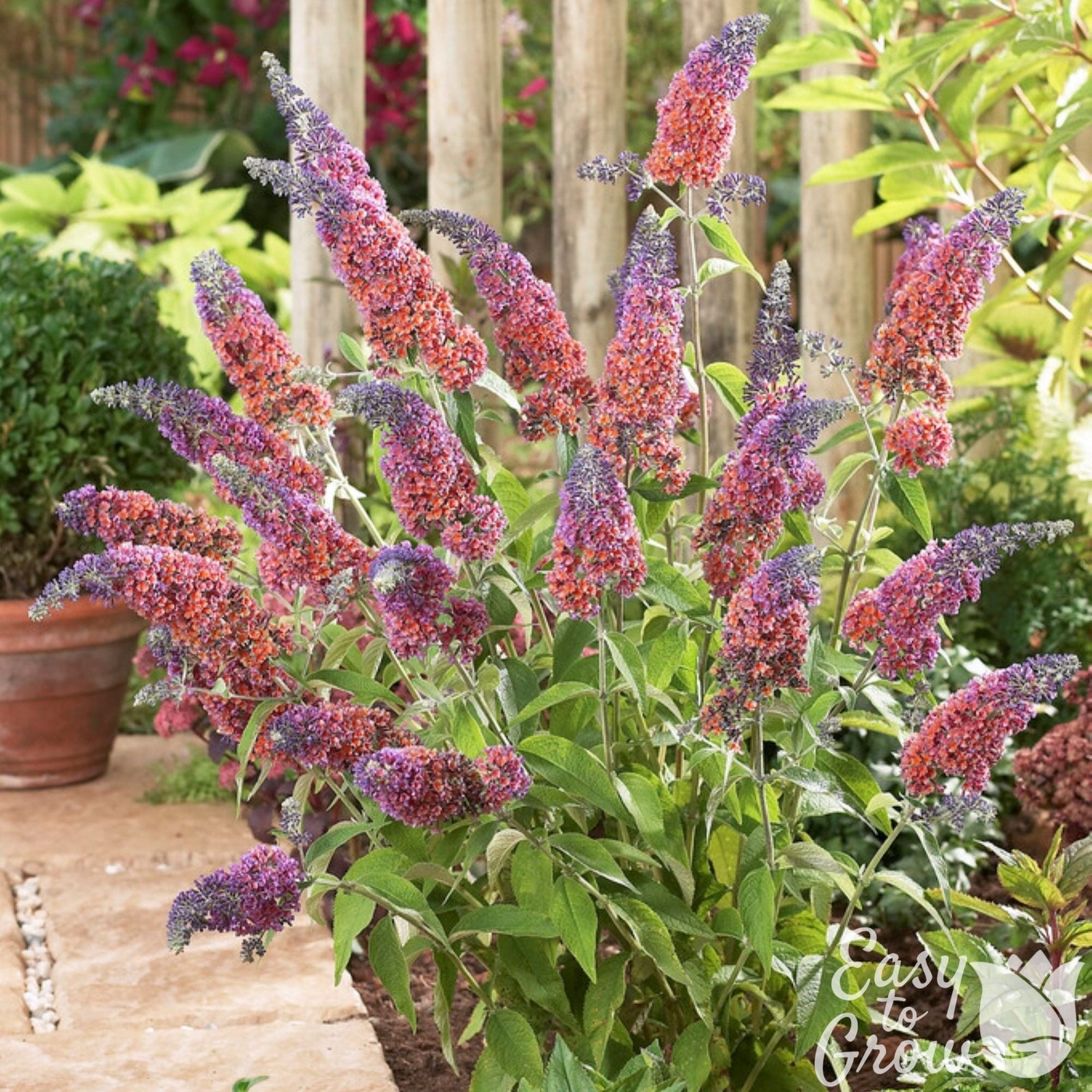 Buddleia Butterfly Bush Bicolor Rooted Potted Plant, 1 Quart...