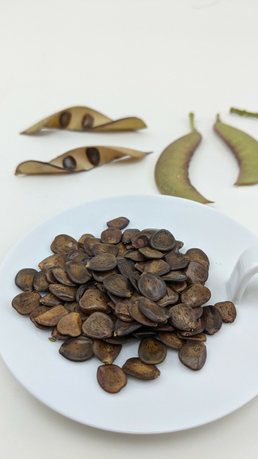 Desert Bird of Paradise Seeds — Caesalpinia Gilliesii (Yello...