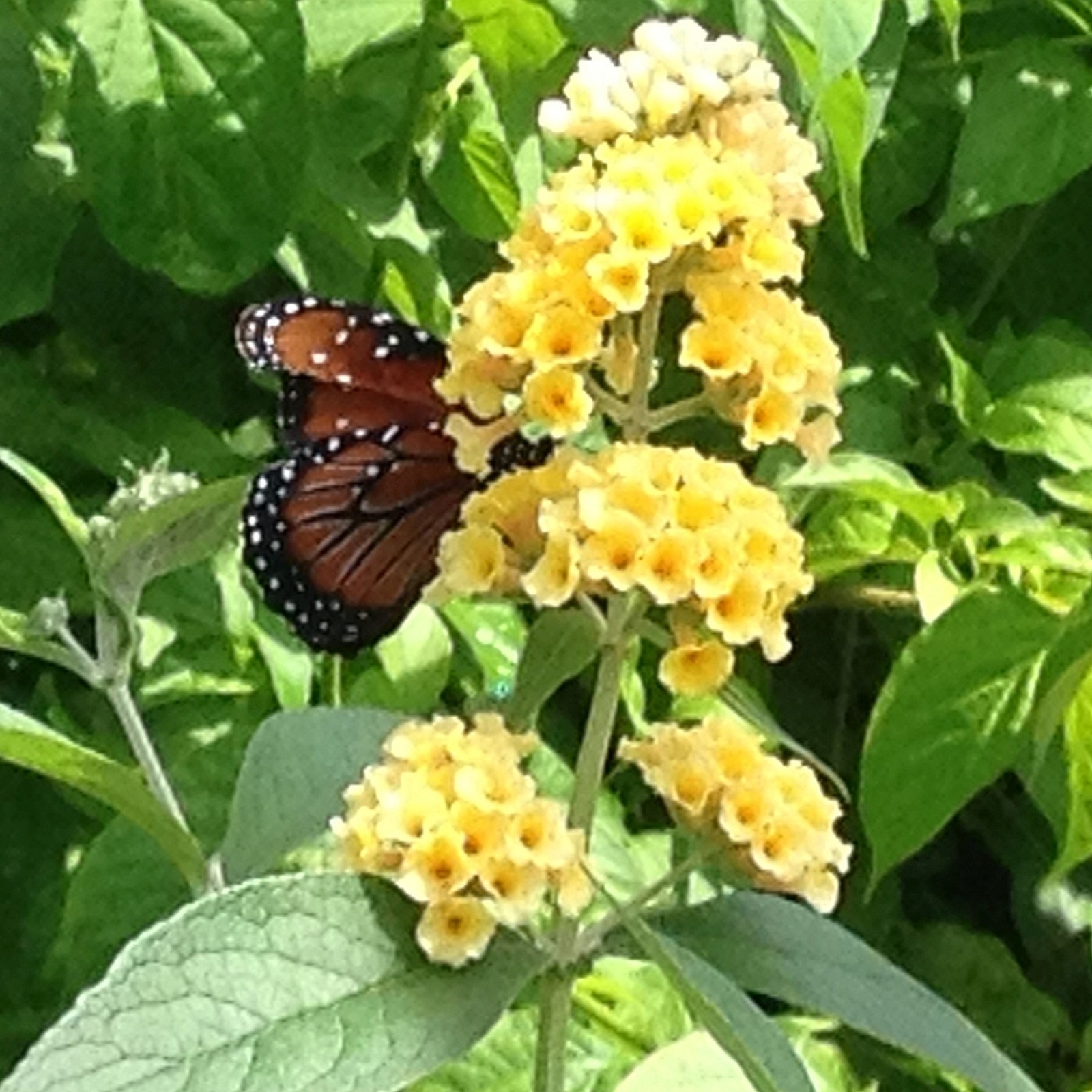 Butterfly Bush Buddleia Non-Invasive Yellow Honeycomb Summer...