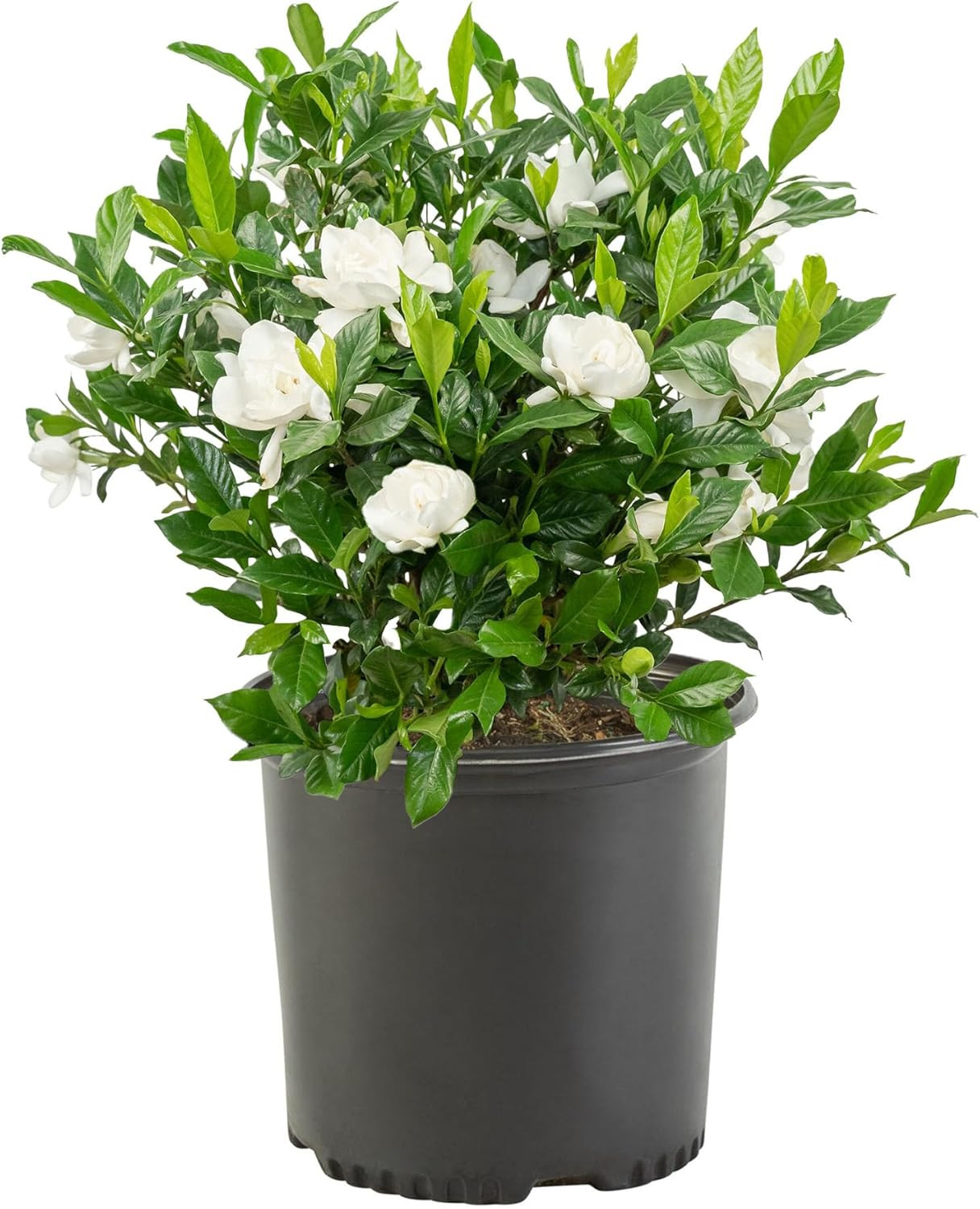 Gardenia August Beauty Shrub - 1 Gallon, Fragrant Blooms, Ev...