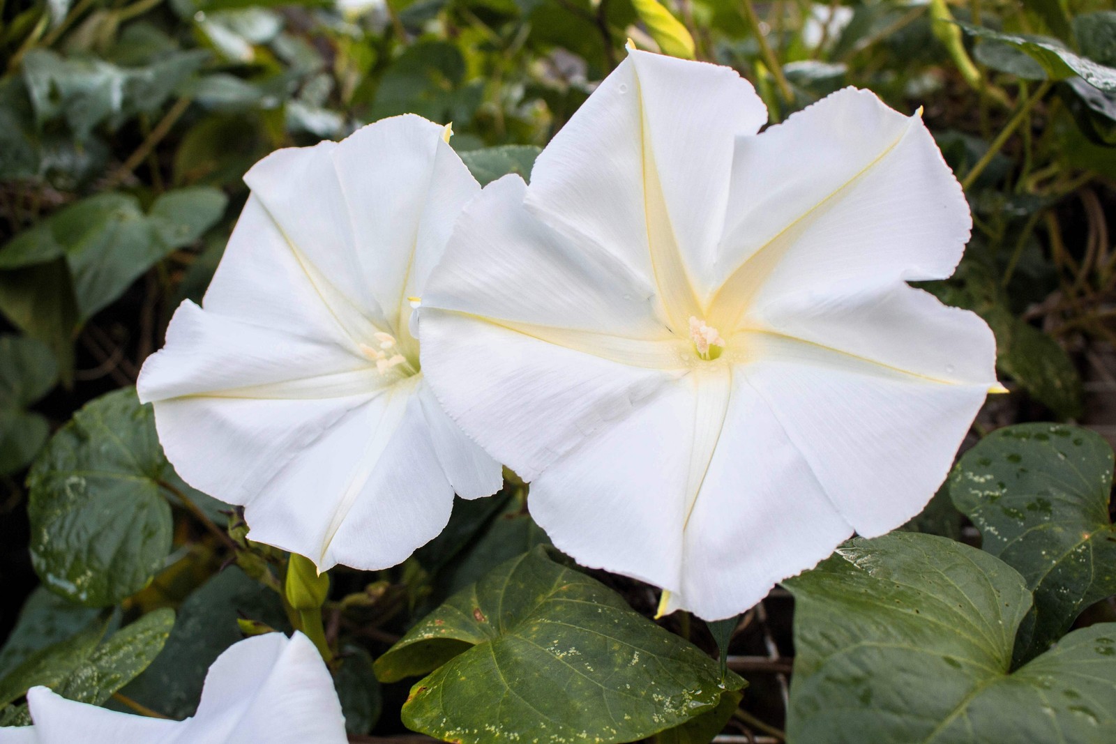 Moonflower Morning Glory White Moon Flower Ipomoea Alba Flow...