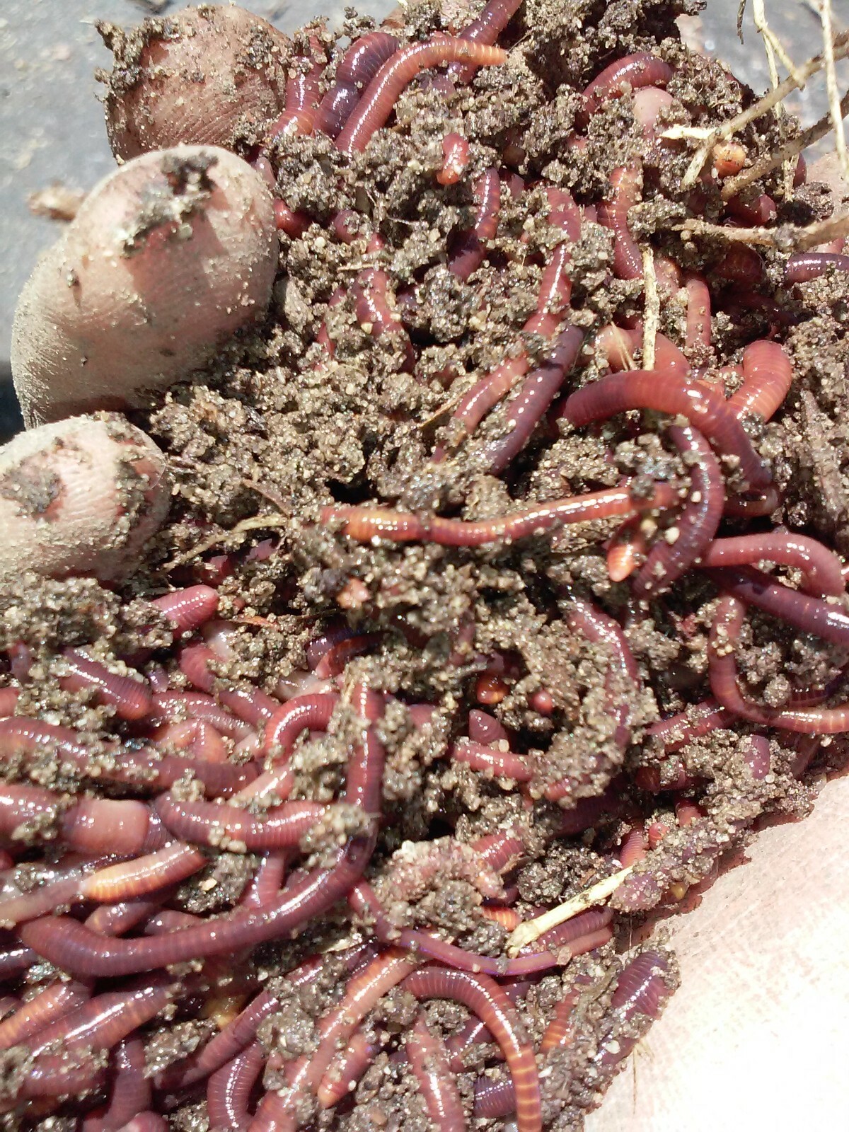 Red Worms - 6 Pack - 226 Grams