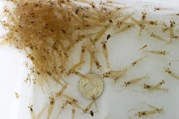 Live Saltwater Ghost Grass Shrimp - 200+ Count
