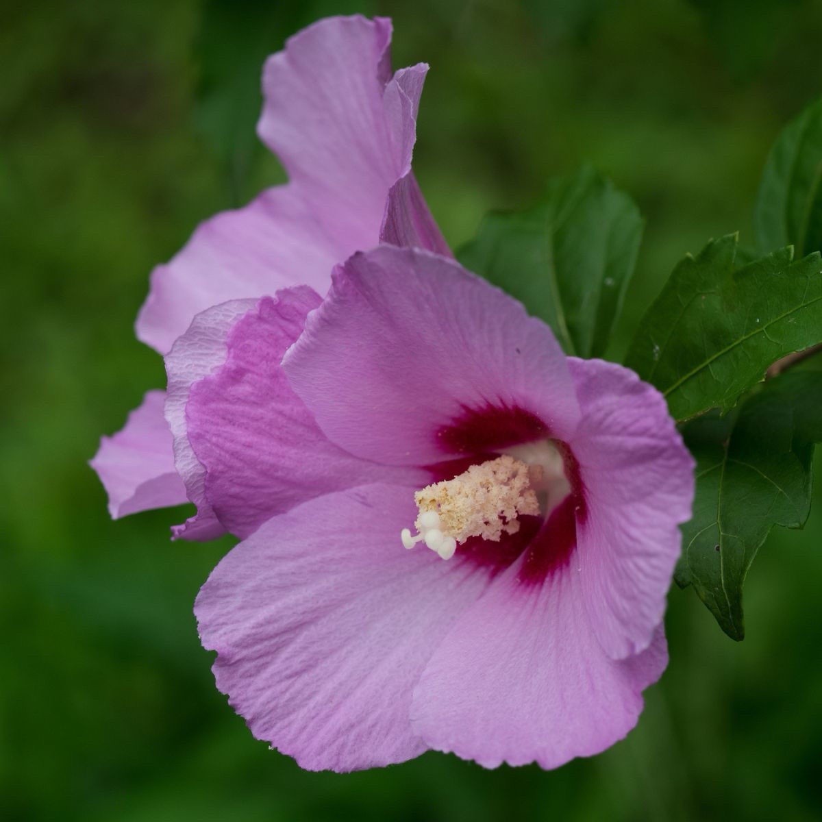 Rose of Sharon Seeds – Purpleish Pink, Butterflies & Humming...