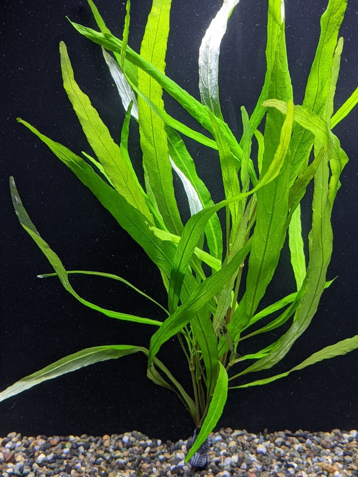 Angustifolia Corymbosa Live Aquatic Plant