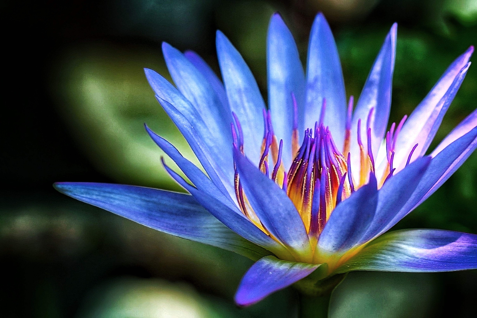Blue Water Lily Pond Seeds (Nymphaea Caerulea) - 10 Count
