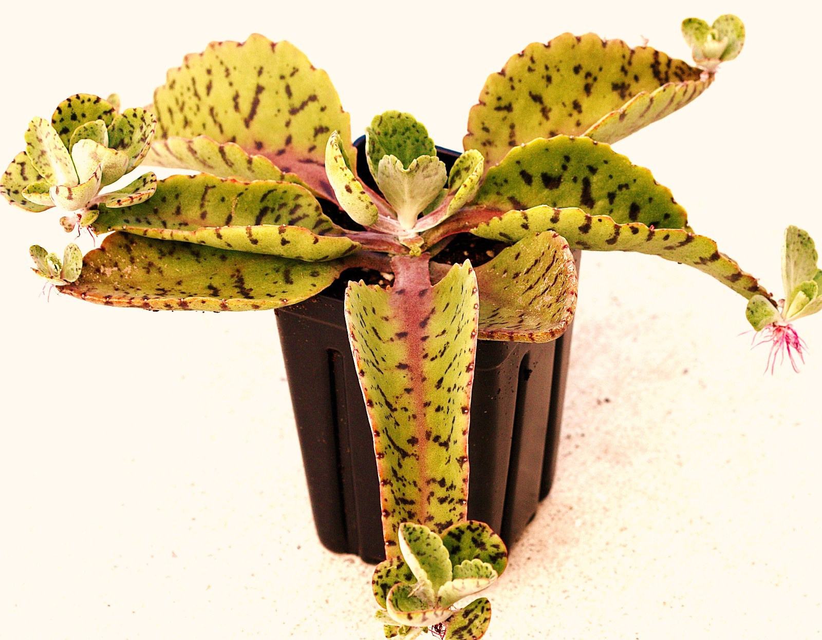 Donkey Ears Kalanchoe Gastonis-Bonnieri Exotic Succulent - 1...