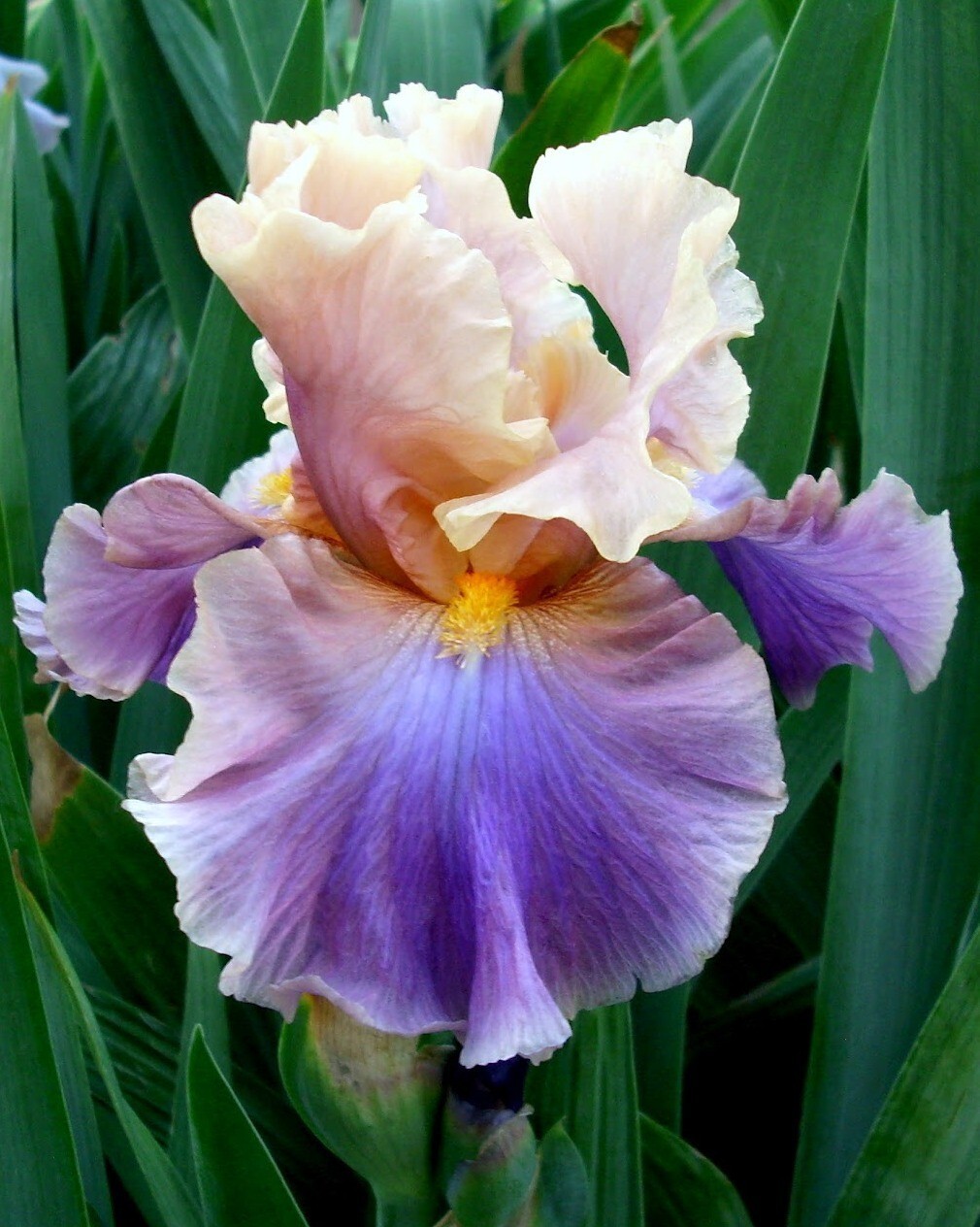 Chasing Rainbows Tall Bearded Iris Rhizome, Perennial