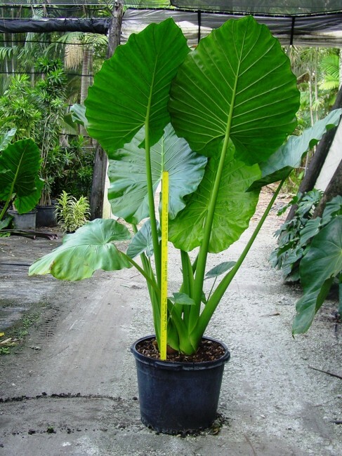 Alocasia Calidora Plant