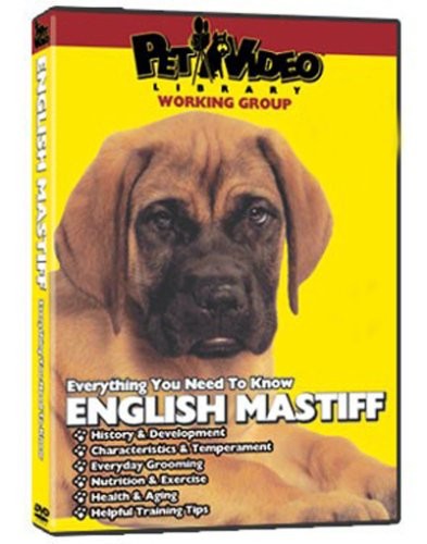 English Mastiff Training DVD