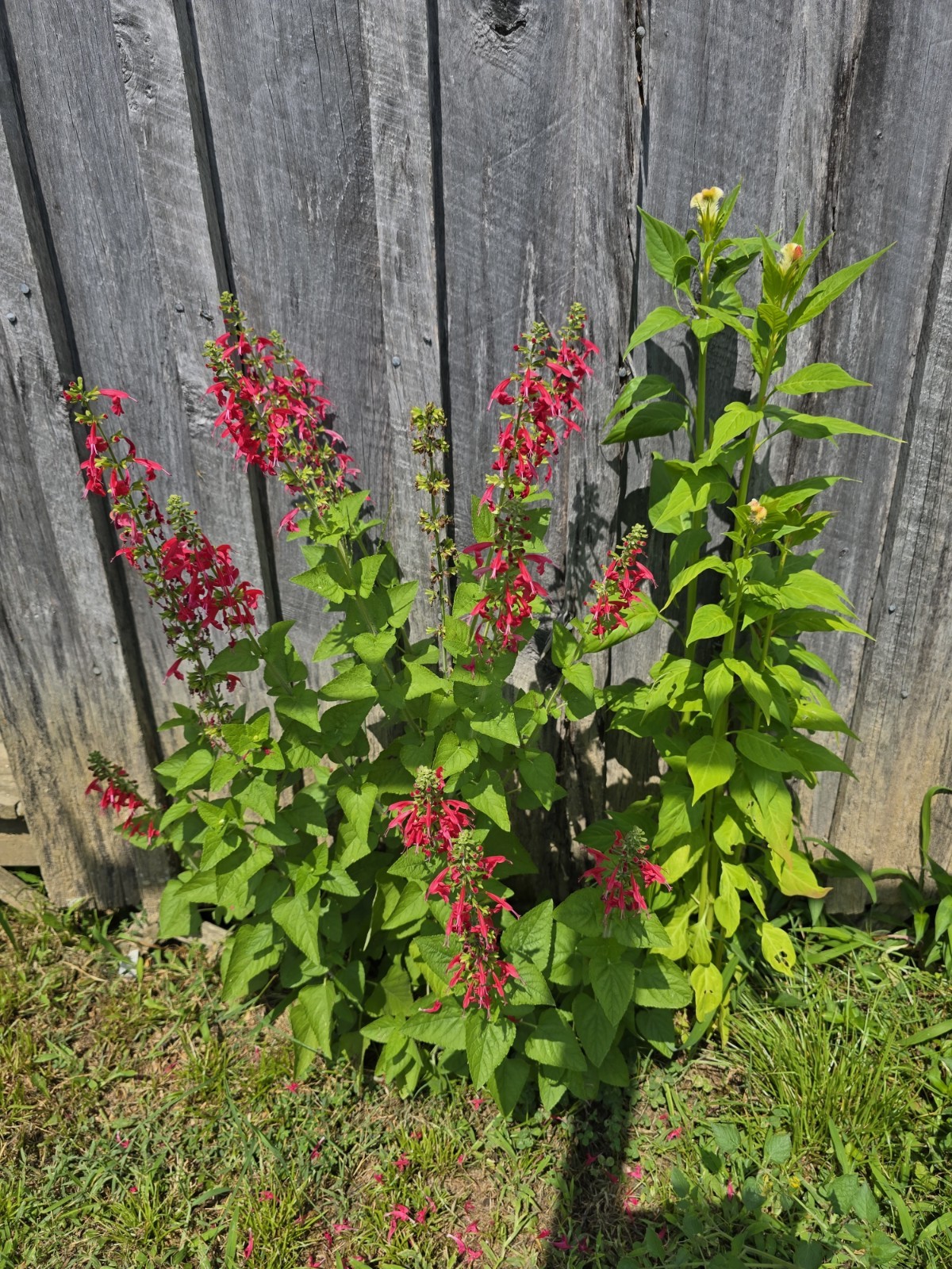 Pineapple Sage Seeds - 10 Organic Seeds (approx. 1 oz)
