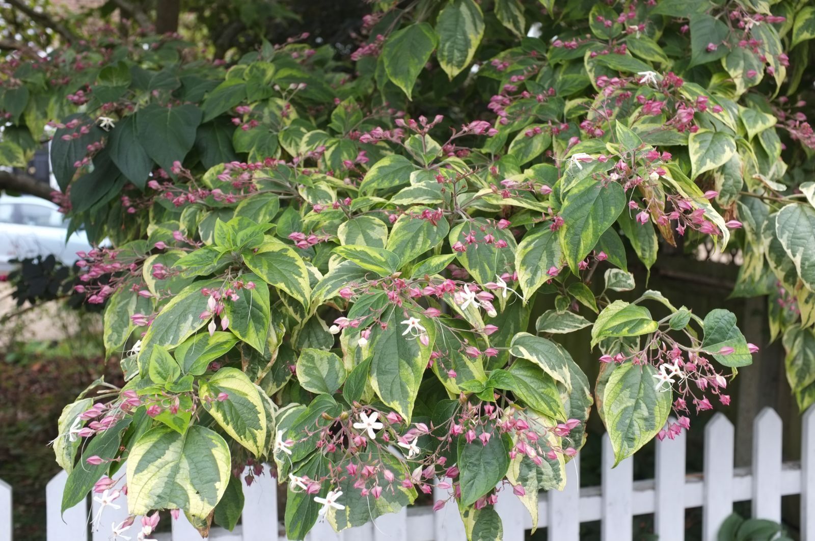 Variegated Glory Bower Clerodendrum Trichotomum var. Fargesi...