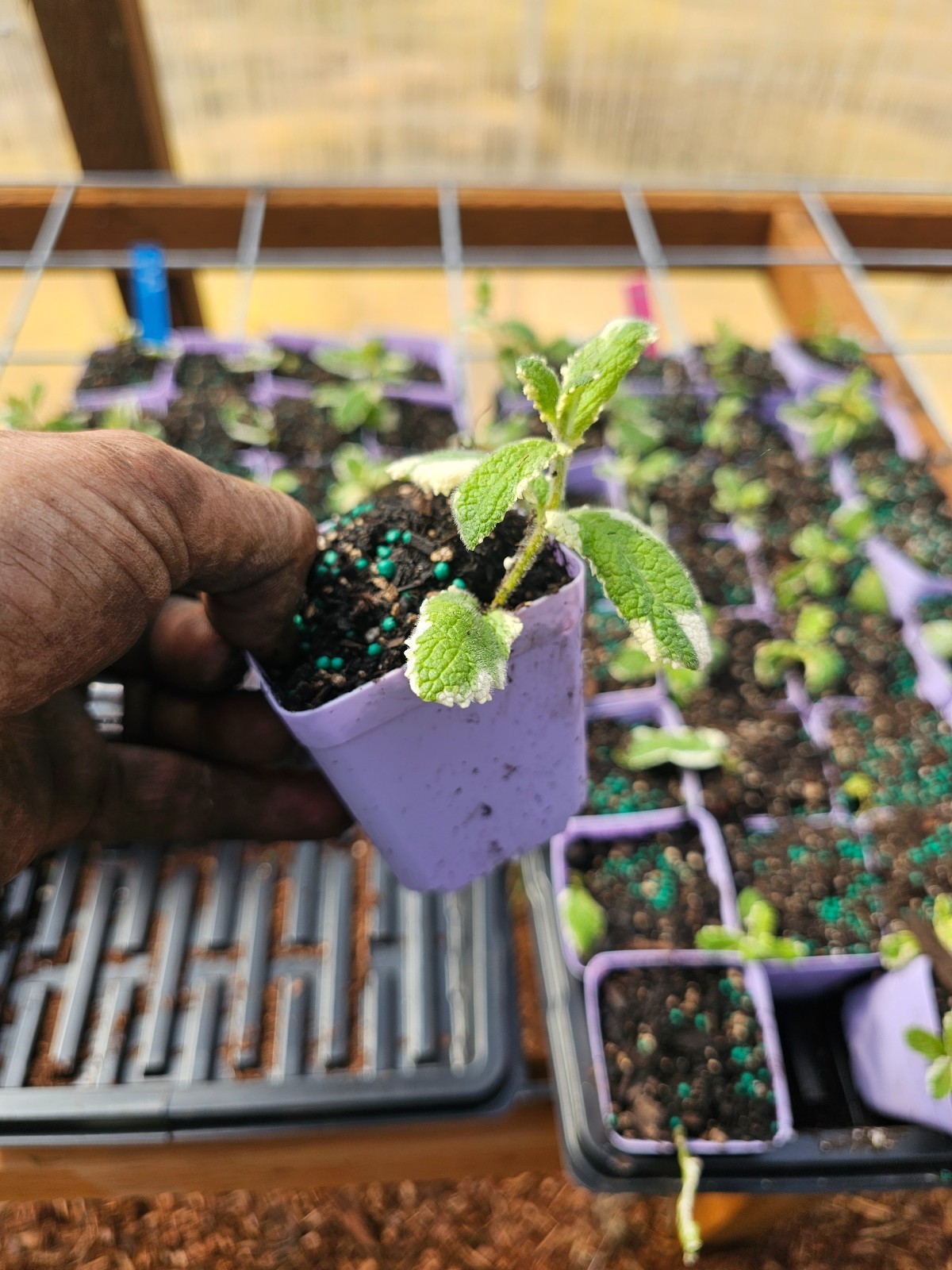 Pineapple Mint Edible Tree Plant in 3" Pot