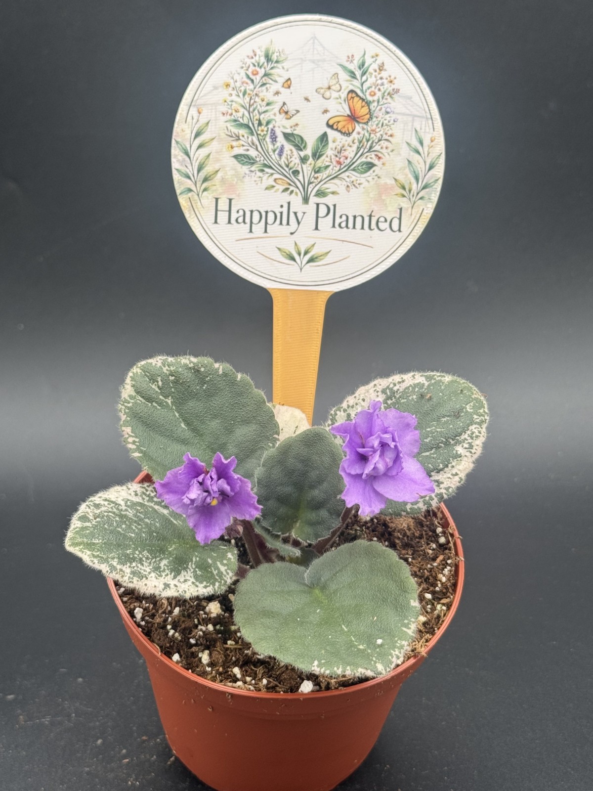 Buckeye Country Gal African Violet - Live Plant in 4 Inch Po...