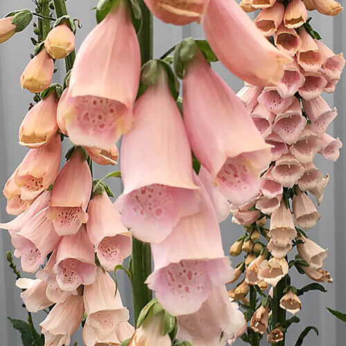 Apricot Beauty Foxglove Heirloom Flower Seeds