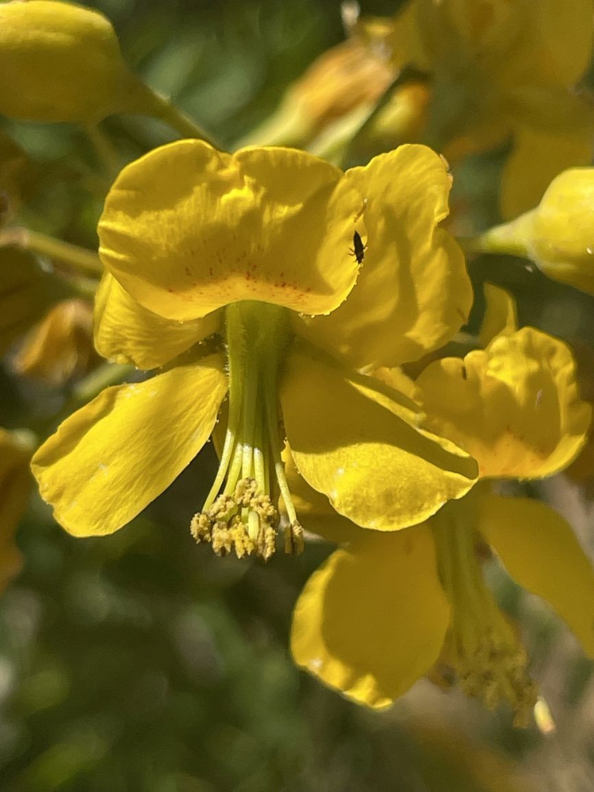 Yellow Caesalpinia Mexicana Mexican Bird of Paradise