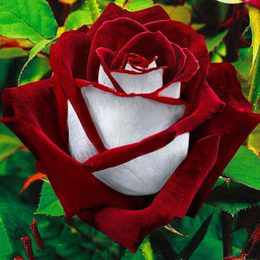 Rare Ruby Rose Seeds - Garden Gift - White Red Tea Planting