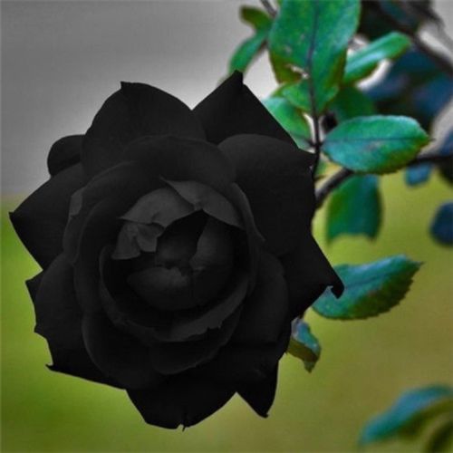 Black Rose Seeds Flower Bush Perennial Shrub, 10 Seeds