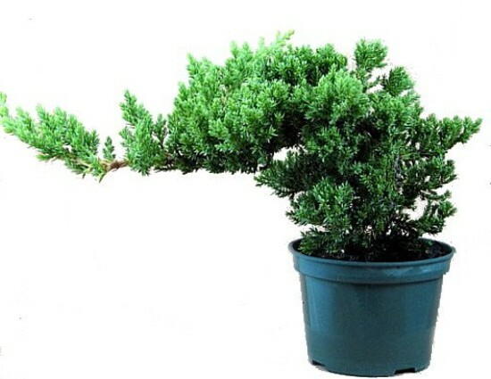 Juniper Procumbens Nana Japanese Live Bonsai Starter Tree 4"...