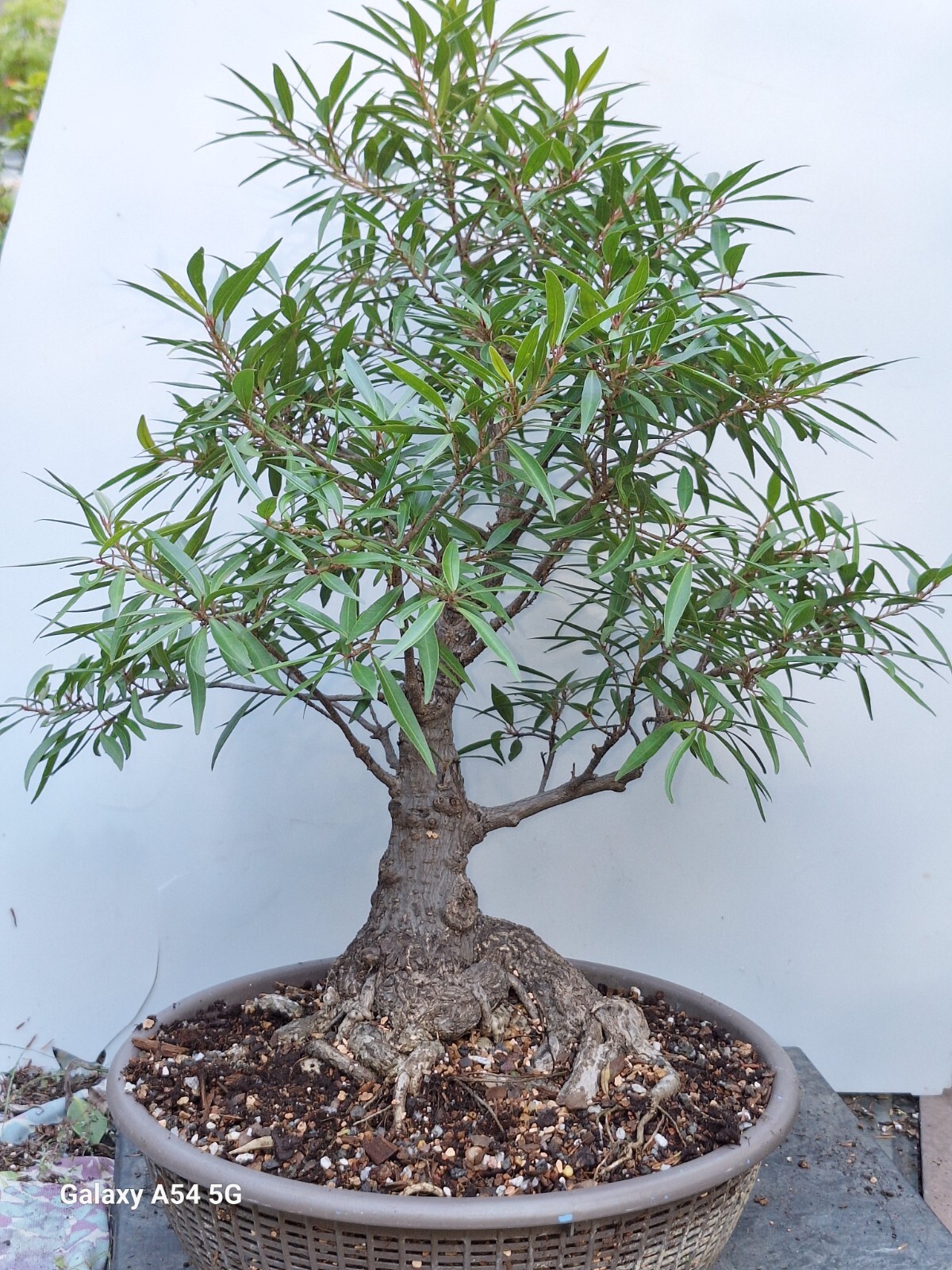 Ficus Nerifolia Willow Leaf Ficus Bonsai Thick Wide Trunk 16...