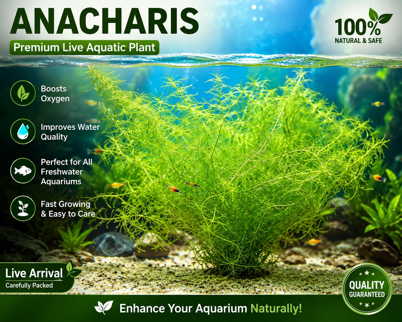 Anacharis Elodea Densa Aquatic Plant Bundle