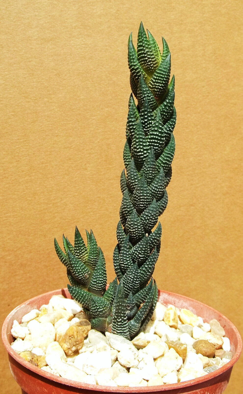 Haworthia Reinwardtii Rare Miniature Succulent Plant 4"