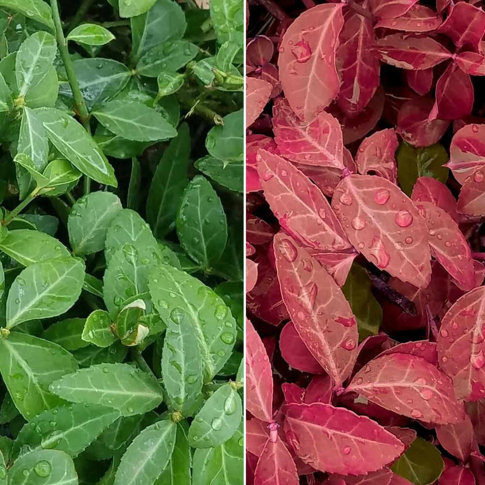 Purple Wintercreeper Euonymus Coloratus 15 Bare Root Plants