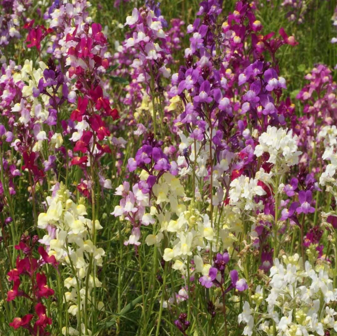 Snapdragon Flower Seeds 5000+ "Northern Lights" Mixed Colors