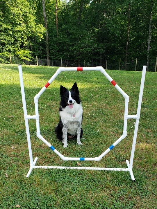 Dog Agility Octagon Hoop Jump - Fun Exercise Equipment