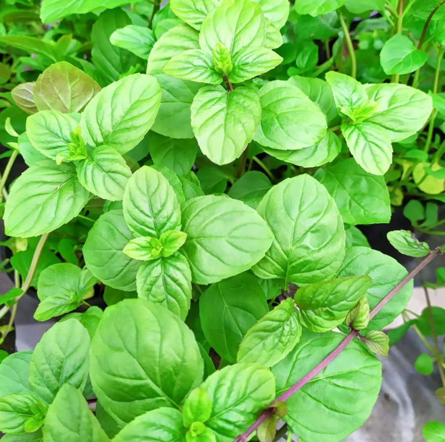 Orange Mint Plant (Mentha × Piperita Citrata) 3.5" Pot, Appr...