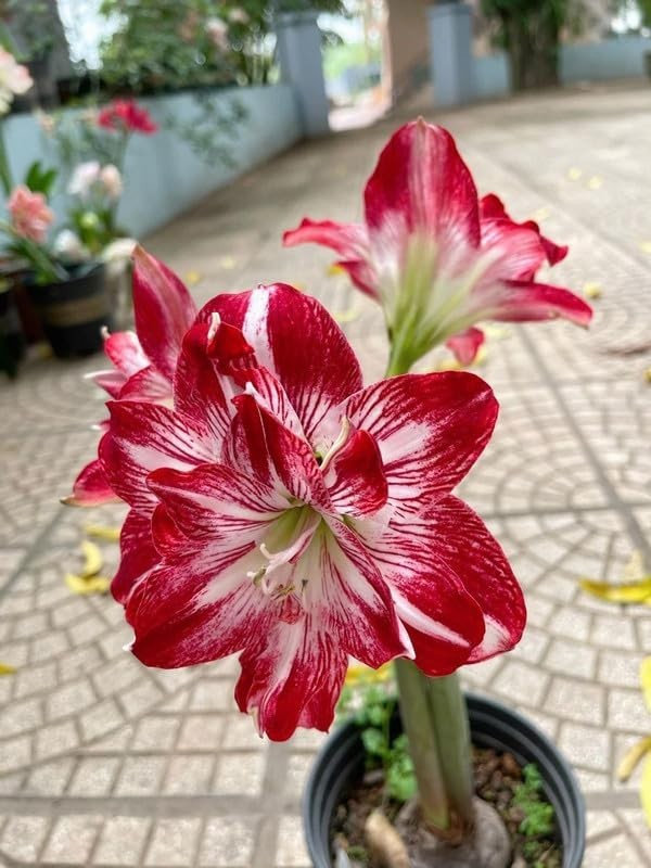 Imported Amaryllis Lily Dark Red & White Flower Bulbs, Pack...