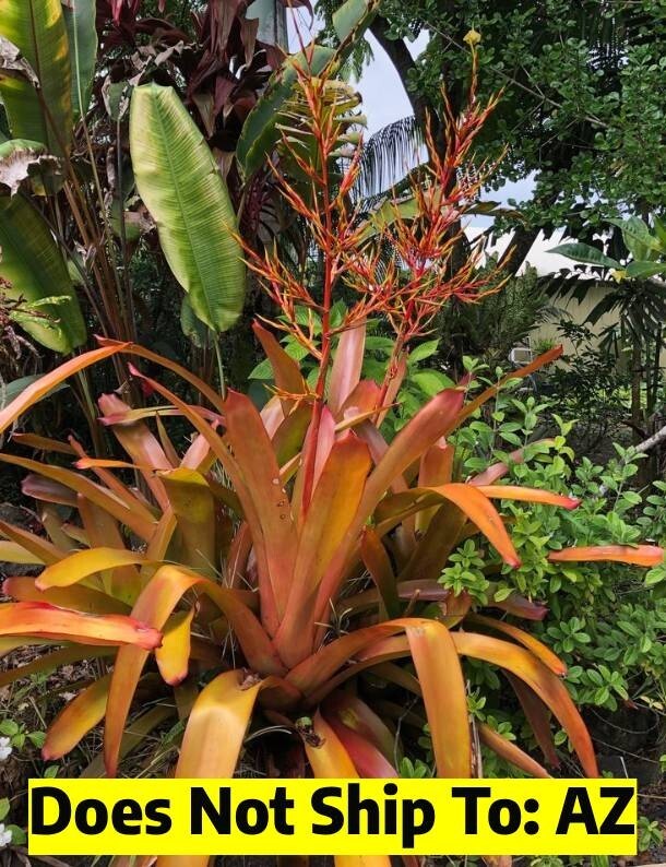 Orange Bromeliad Aechmea Blanchetiana Live Potted Plant - 17...