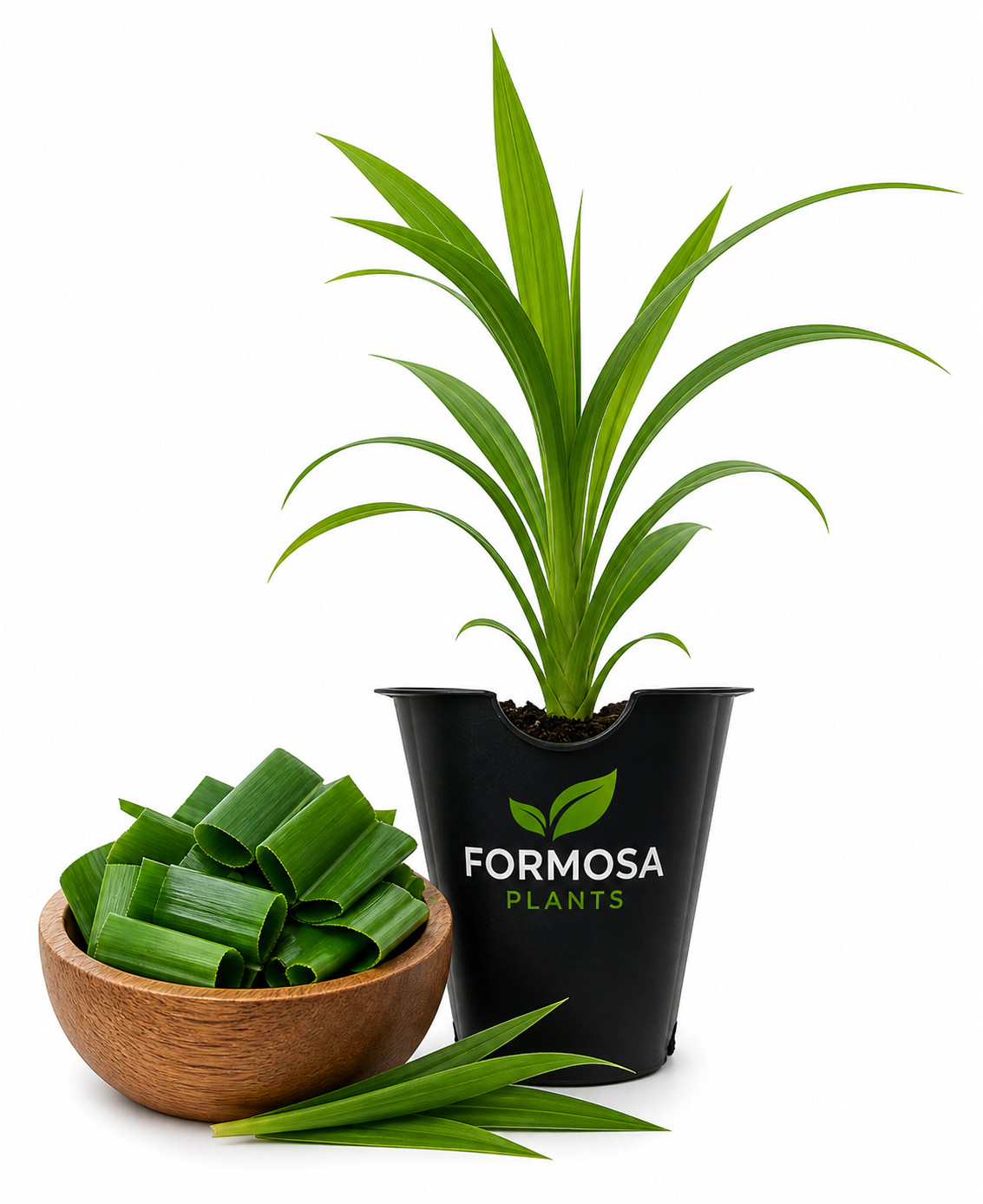 Pandan Plant Live Herb in 2 Inch Pot (Pandanus Amaryllifoliu...