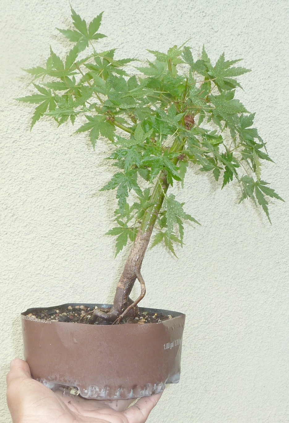 Green Japanese Maple Dwarf Bonsai Trunk Acer palmatum