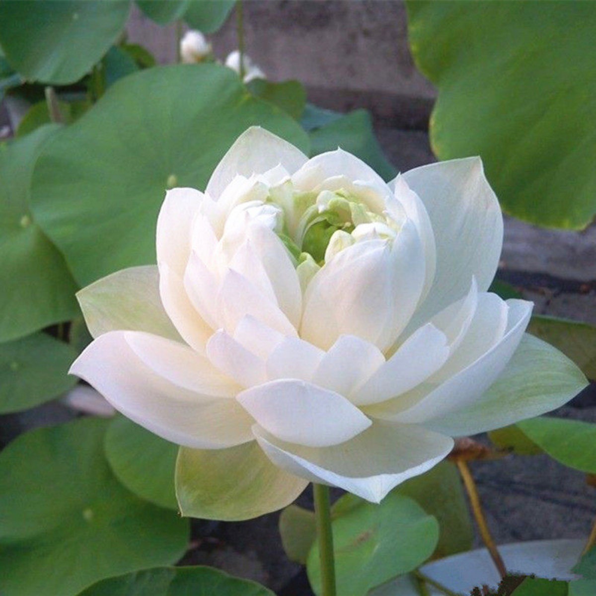 White Lotus Seeds Nelumbo Nucifera - Easy-Grow Aquatic Garde...