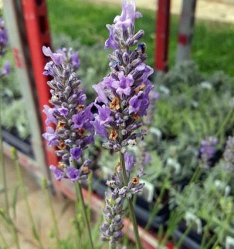 Lavender French Provence - 4" Pot