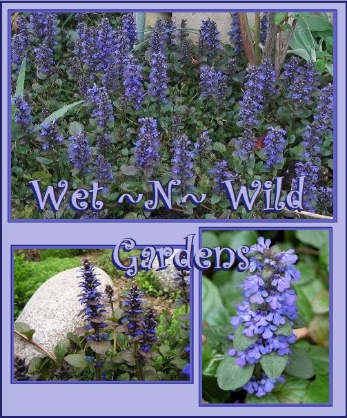 Ajuga Reptans Bugleweed Ground Cover Starter Plants