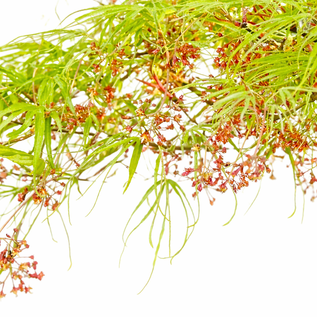 Acer Palmatum ‘Koto-No-Ito’ 40–60 cm Smooth Japanese Maple