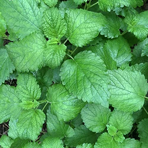 Organic Lemon Balm Plant (Melissa Officinalis) 2.5-Inch Pot