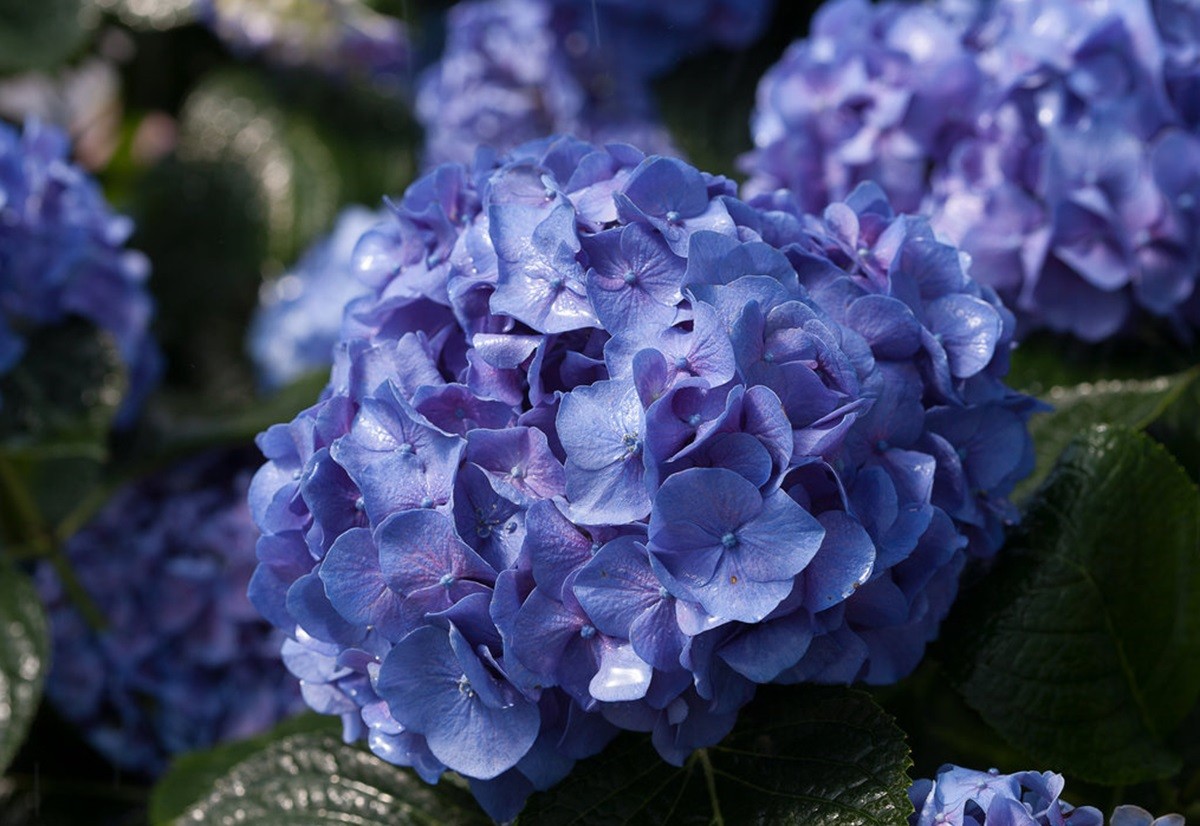 Let's Dance® Blue Jangles™ Reblooming Hydrangea - 4" Pot - P...