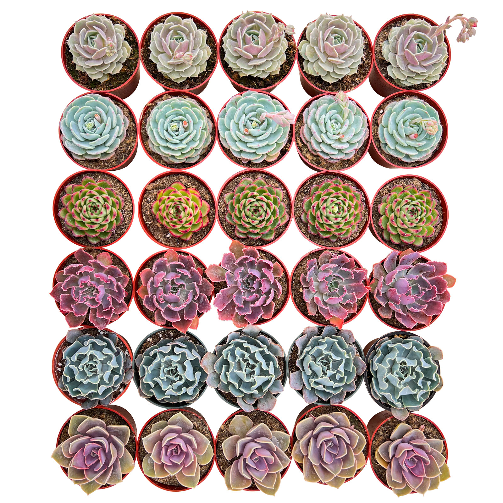 Succulent Plants for Bridal Shower Favors & Gifts